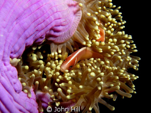 Pink Anenomefish slipping in and out of their home on a w... by John Hill 